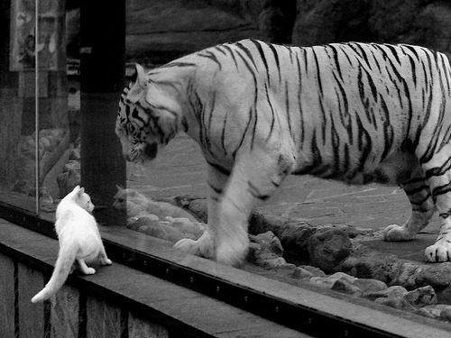 仰泳项目朝鲜选手节奏稳定，仰泳视频教练讲解