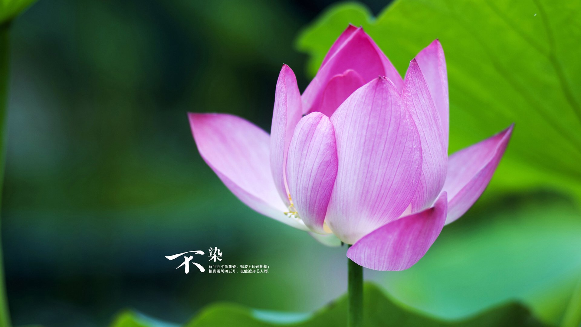 南非羚羊队的技术全面：从防守到进攻，他们都以无可挑剔的表现闪耀