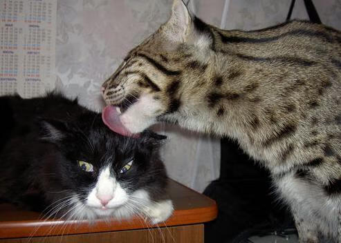 中国篮球训练系统的可持续发展评价模型构建,我国篮球运动训练的指导思想