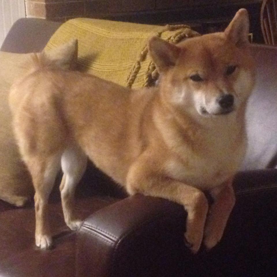 中国足球后备人才培养新路径，中国足球培养体系